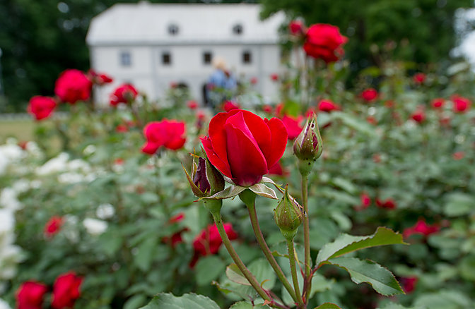 Rožių žydėjimo metas Jurbarko parke V.Ščiavinsko nuotr.